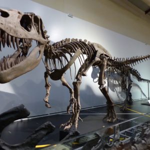 Curso de Dinosaurios